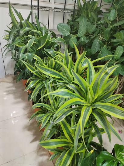 مشتل جرين ينبع Green Yanbu nursery - Saudi Arabia|Yanbu 46424|Al Rabwa|حي