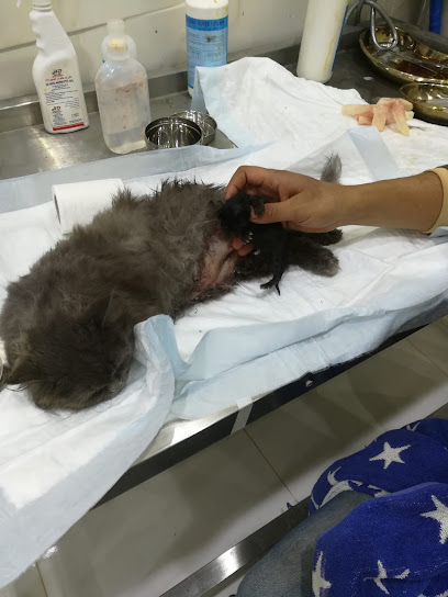 عيادة دانة الحيوان البيطريةDana vet.clinic - Saudi Arabia|Tabuk 47312|Al Muruj|4912 Al Khawarazmi