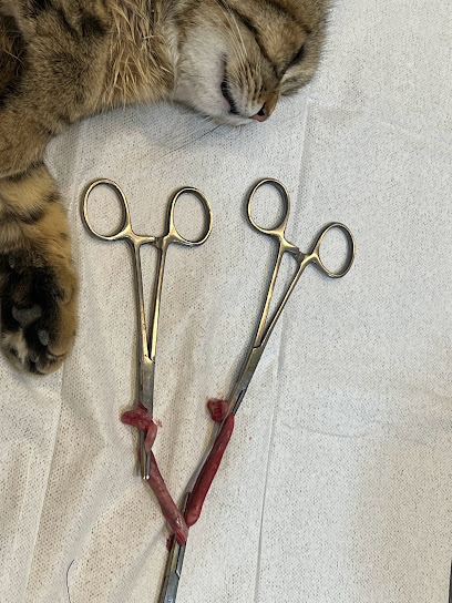 عيادة الحيوان الذهبي البيطرية Golden pets clinic - Saudi Arabia|Riyadh 13246|Al Munsiyah