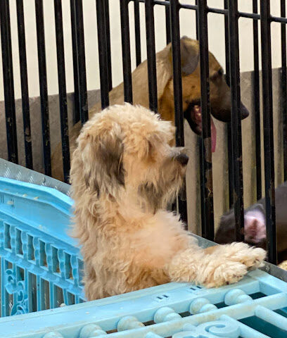 عيادة رعاية الحيوان - Animal Welfare Clinic - Riyadh - +966 11 488 8748