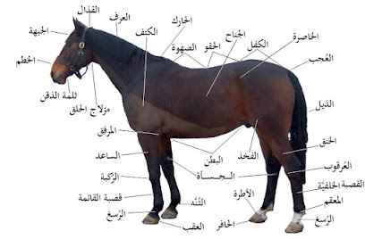 الخزيم للرعاية البيطرية ( إبل/ أغنام/خيول) - Buraydah - +966 50 334 1200