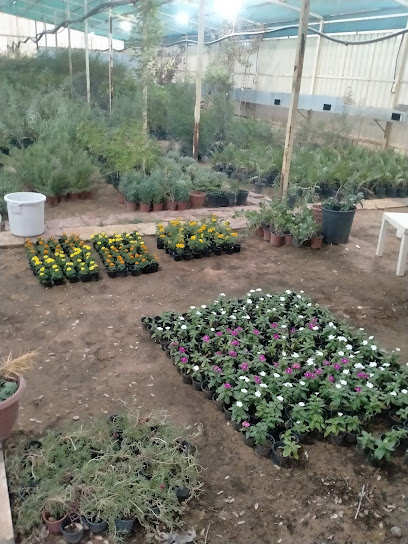 مشتل البكيريه،عبدالله اللحيدان - Saudi Arabia|Al Bukayriyah 52744|King Abdullah Rd