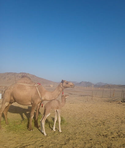 مراح فهد المغذوي - Al Madinah Al Munawwarah - +966 50 224 2157
