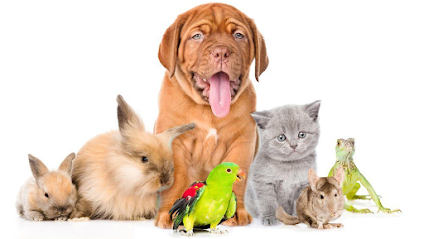 Ground parrot Veterinary Clinic - Riyadh - +966 9200 04310