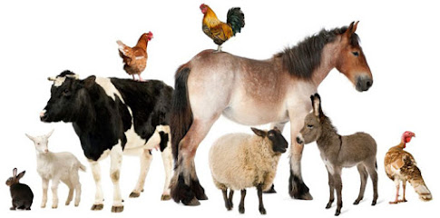 Algosaibi GTB (Veterinary) - Riyadh - +966 11 147 9300