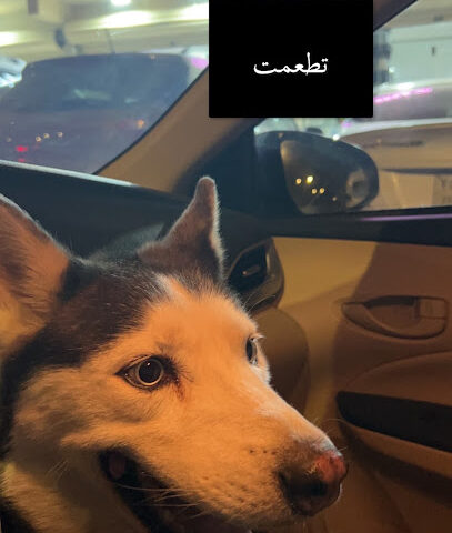 Bell Veterinary Clinic - Riyadh - +966 50 023 4366