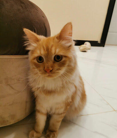Mas Veterinary Pharmacy - Al Aseelh - +966 55 322 3439
