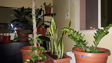 Overseas Episode -Indoor Plants - Al Jubail -