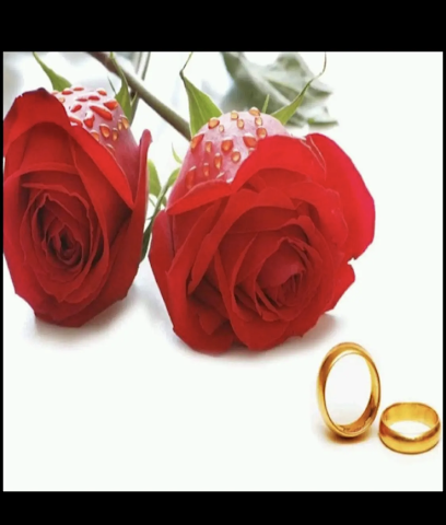 قوت - Khafji - +966 55 204 0487