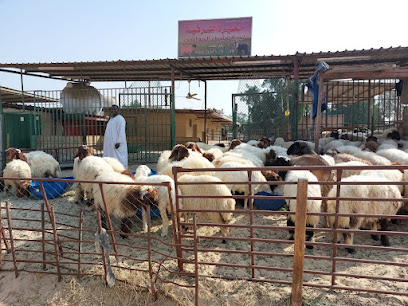 Sheep Market Jubail - Al Jubail -