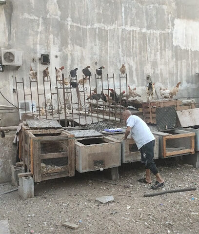 Goat and hens shop - Al Jubail -