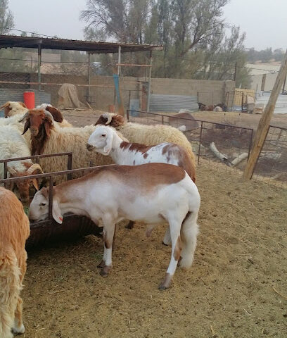 المحسن للأغنام - Buraydah - +966 50 613 8097