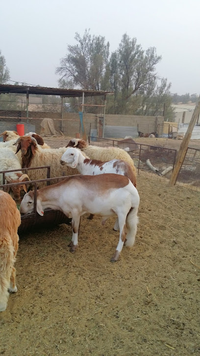 المحسن للأغنام - Saudi Arabia|Buraydah 52364|Alqa' Al Barid|2304