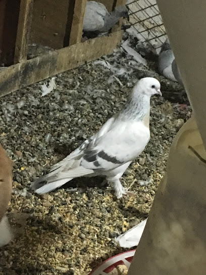 مغاسل المصيف - Saudi Arabia|Taif 26792|Al Hada|4782
