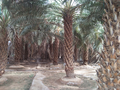Al shobi benz - Al Madinah Al Munawwarah - +966 53 650 0060