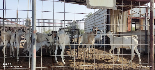 Goat Shop - Saihat -