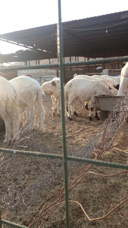سوق الأغنام - Saudi Arabia|Al Jumum 25334|JP49+RWP