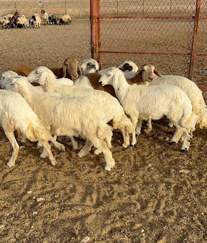 جزله للذبايح - Ath Thybiyah - +966 55 882 3338