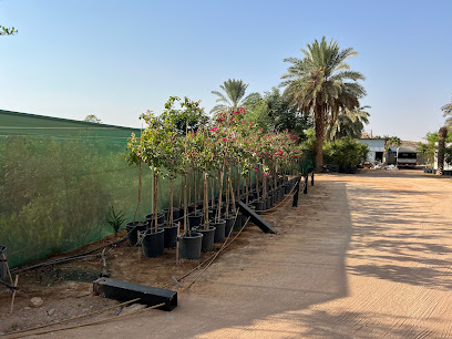 مشتل نبتة صيف Summer Plant - Al Uyaynah - +966 53 335 2161