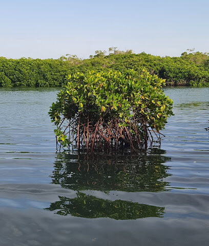 Farasan Island -  -