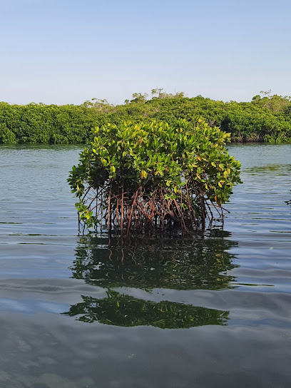 Farasan Island - Saudi Arabia|88455