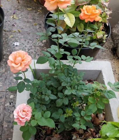 Jubail Accommodation Aljazeera - Al Jubail -
