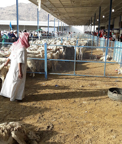 Pemotongan Hewan Syauqiyah - Mecca -