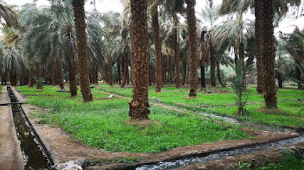 Palm Tree farm for Ajwa - Al Madinah Al Munawwarah - +966 53 465 6007