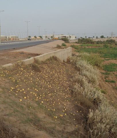 منتزه القرن - Alnajameiah -