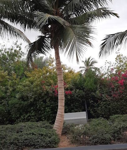 Thager Jeddah Park - Jeddah -