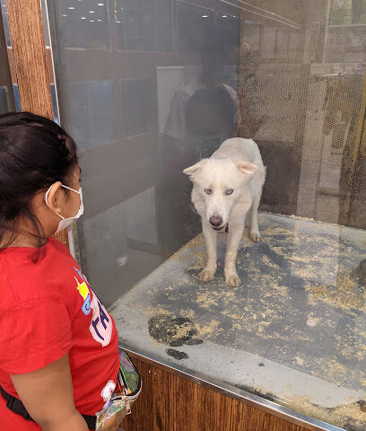 Zoo Pet Shop - Riyadh - +966 55 177 4401