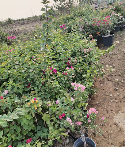 مزرعة الحسن جعبور - Sabya - +966 50 150 7391