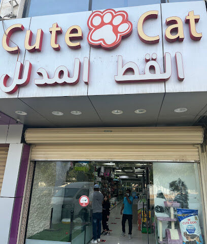 القط المدلل صغير cutecat small - Riyadh - +966 53 900 2400