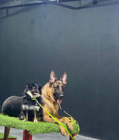 Action dogs Boarding And Training Services ..اكشن دوق مركز لتدريب وفندقة الكلاب - Diriyah - +966 54 462 4214
