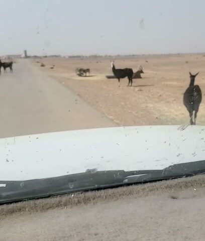 أستديو تصوير العروبة - Sakaka - +966 50 294 3561