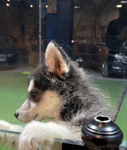 Pet Shop - Riyadh -