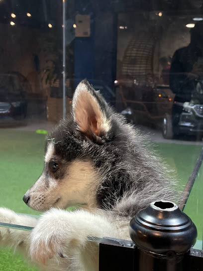 Pet Shop - Saudi Arabia|Riyadh 14512|Al Aziziyah|HPQV+27X