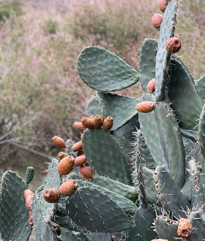 الذروة متنزه طبيعي - Abha -