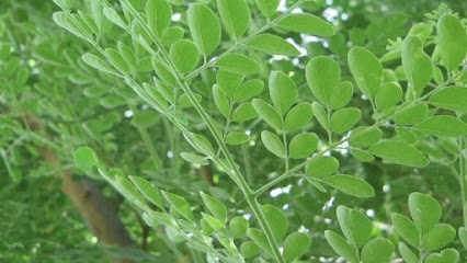 مزرعة محمد التمني لزراعة الخضار العضوية - Abha - +966 54 304 4750
