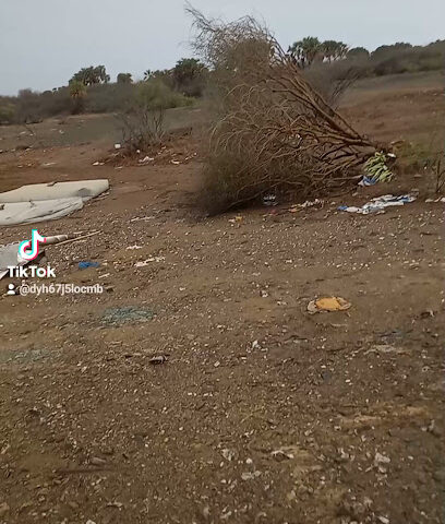 جندب - Masliyah -
