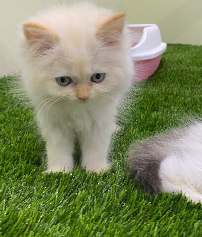موسسة ارض الحيوان للحيوانات الاليفه والاسماك ومستلزماتها ANIMAL LAND FOR PETS - Al Jubail - +966 53 451 4840
