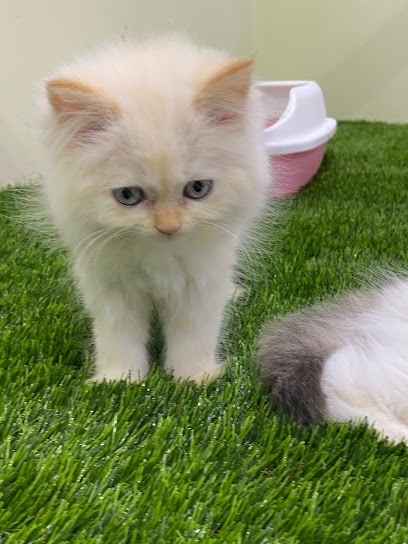 موسسة ارض الحيوان للحيوانات الاليفه والاسماك ومستلزماتها ANIMAL LAND FOR PETS - Saudi Arabia|Al Jubail 35514|7977، الجبيل البلد، 5051|Jubail City Center
