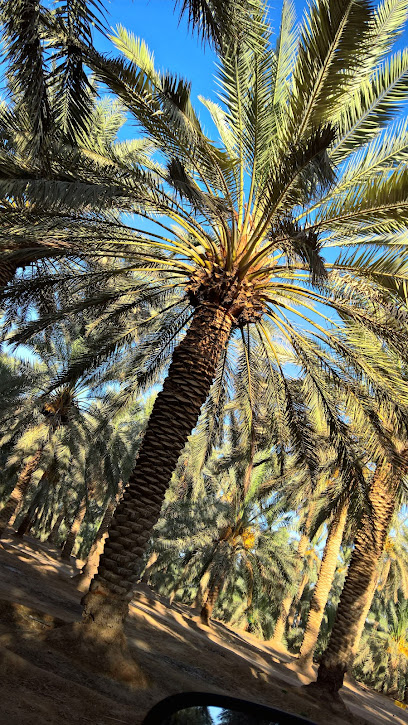 مزرعة عبدالله العضيبي - Saudi Arabia|غضي 52765،|QFPB3217، 3217 عيون الجواء 37، 8509،
