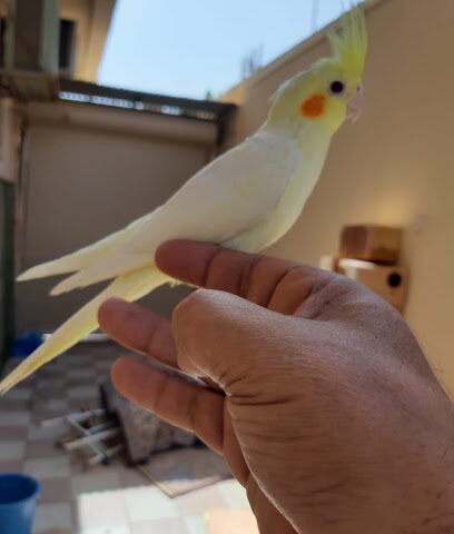 Pet store - Riyadh -