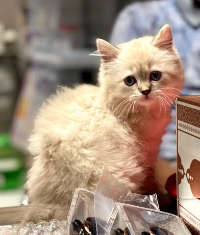 بيوت القطط Cat Houses - Riyadh - +966 59 266 6092
