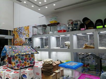cute cat - Riyadh - +966 53 600 5282