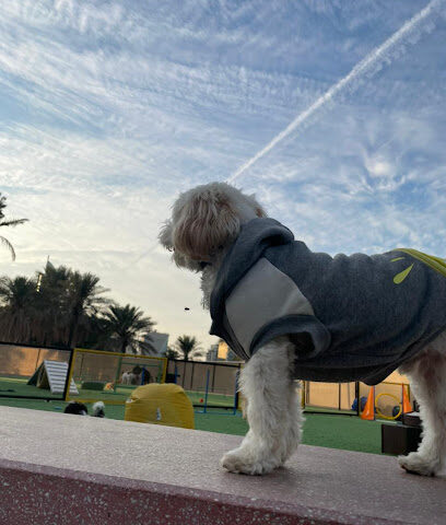 Pawsers Pet Care - Al Khobar - +966 50 876 7671