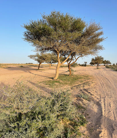 شعيب المطية - Ar Rass -