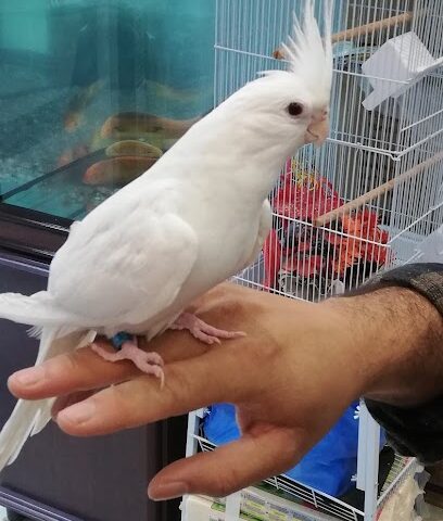 Pet House - Al Jubail -