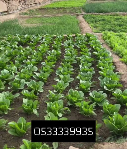 مزرعة ورقيات وخضار عضوية - Abha - +966 53 333 9935